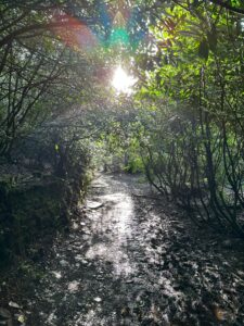 Woodland Path at St Nectan's Glen with Sunlight shining through the trees